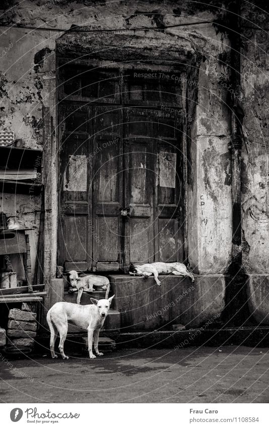 Hunde in Kalkutta Stadt Altstadt Menschenleer Haus Gebäude Mauer Wand Treppe Tür Tier Haustier 3 Tiergruppe Stein Beton Holz beobachten hocken liegen Blick