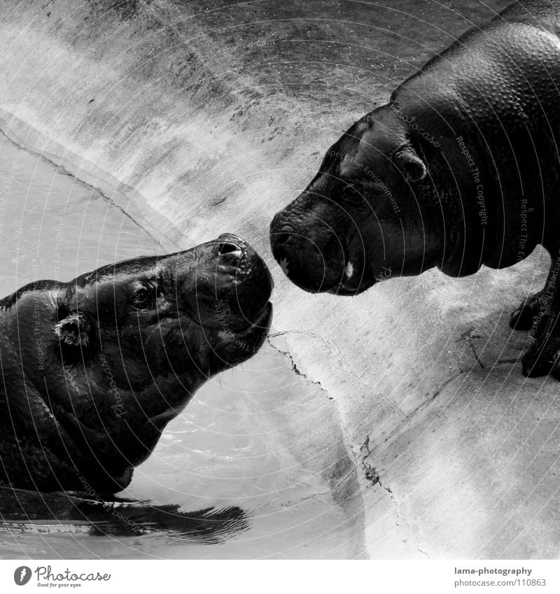 Hippo Love Flußpferd gefährlich Tier Zoo Zuneigung Küssen Liebespaar Brunft Zärtlichkeiten Romantik berühren Zusammensein Gefühle Freundschaft Intuition