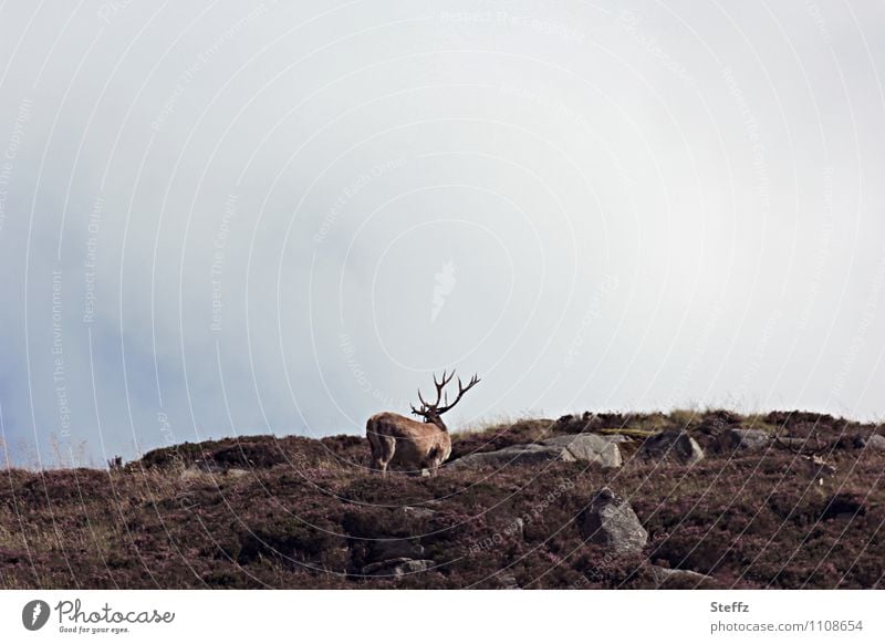 zwei Hirsche auf einem schottischen Hügel Schottland nordische Natur Sommer im Norden schottischer Sommer Sommer in Schottland schottische Landschaft