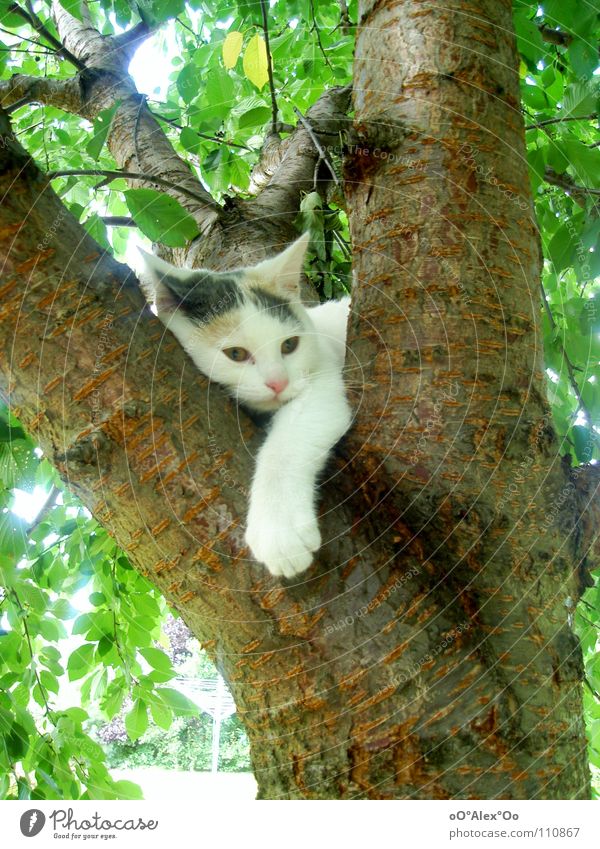 Chill out Zufriedenheit Erholung Frühling Katze träumen Langeweile Frieden Säugetier Farbfoto