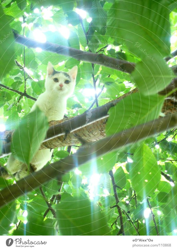 hoch hinaus Tier Frühling Baum Katze hell Neugier grün Baumkrone Säugetier Licht