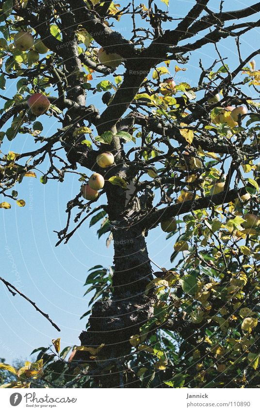 Gesundes aus Fulda Baum gelb Gesundheit Landkreis Fulda Frucht Sommer Apfel blau Himmel Ast Zweig