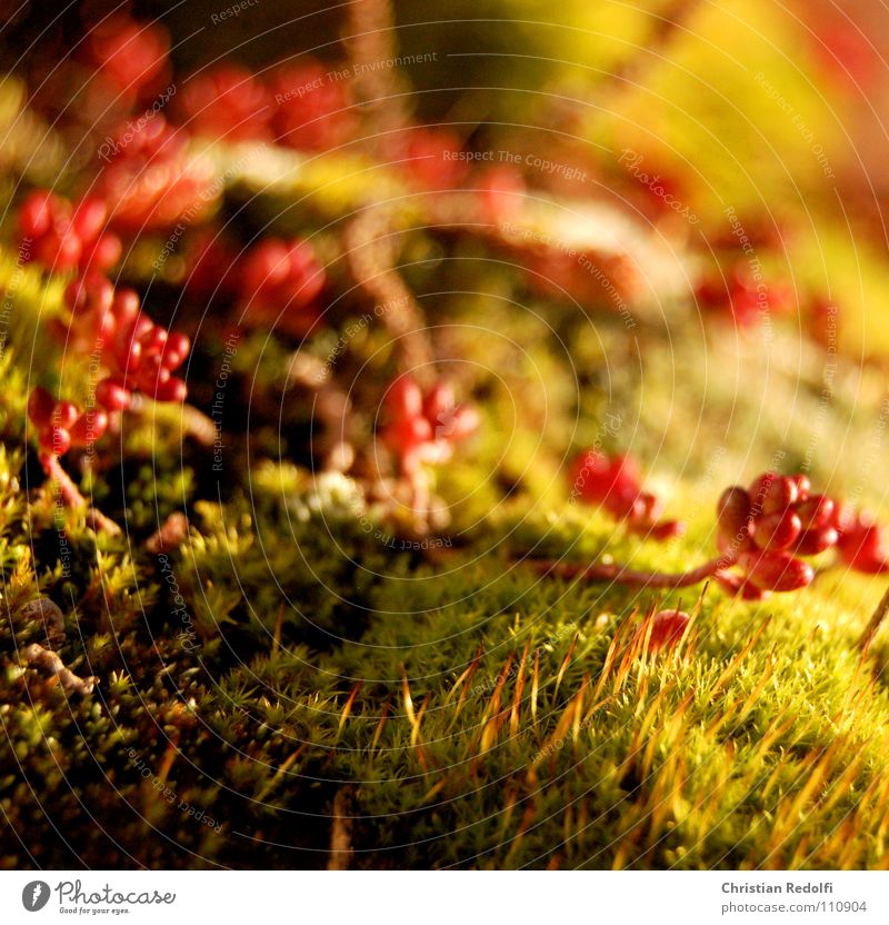 Sedum - Moos - Dachgarten Fetthenne grün rot Pflanze Blume Sonne Zisterne Herbst Makroaufnahme Nahaufnahme Dachbegrünung begrünung Sedum-Moss Sedum acre