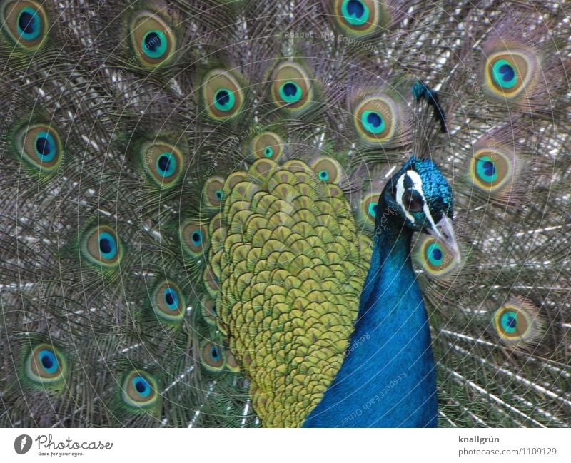 Von Natur aus schön Tier Pfau 1 beobachten Blick natürlich blau mehrfarbig Gefühle eitel elegant Farbe Stolz majestätisch Pfauenfeder Feder Farbfoto