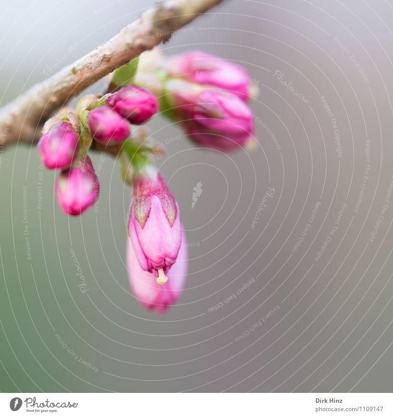 Frühling I Natur Pflanze Sträucher neu schön braun grau rosa Farbe Fortschritt Neuanfang Blütenknospen Stempel Blütenstempel zartes Grün Beginn Ast Duft