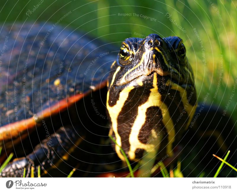Die gepanzerte Elsbeth Schildkröte Makroaufnahme grün Natur Nahaufnahme Blick