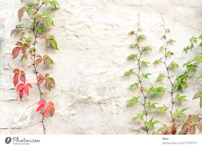 Fassadenkletterer Herbst Pflanze Blatt Grünpflanze Mauer Wand festhalten Vergänglichkeit Zusammenhalt Klettern wachsen Wilder Wein Blätter Farbfoto