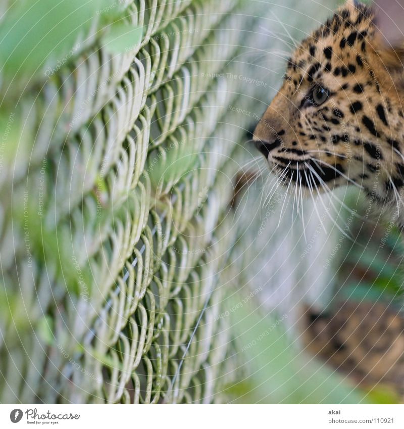 Beute? schön Tier Wachsamkeit Vorsicht Konzentration Jäger Leopard Raubkatze beobachten Blick Auge Tiergesicht Tierporträt Schnurrhaar Starrer Blick Zaun