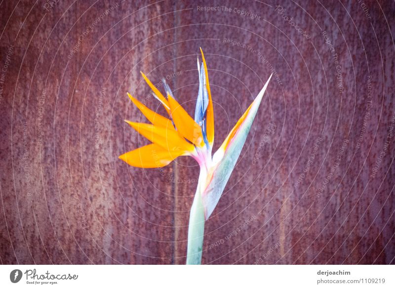 Eine Blume mit gelber Blüte steht vor einer Eisenplatte. elegant ruhig Ausflug Sommer Garten Pflanze Schönes Wetter Queensland Australien Kleinstadt Stahl