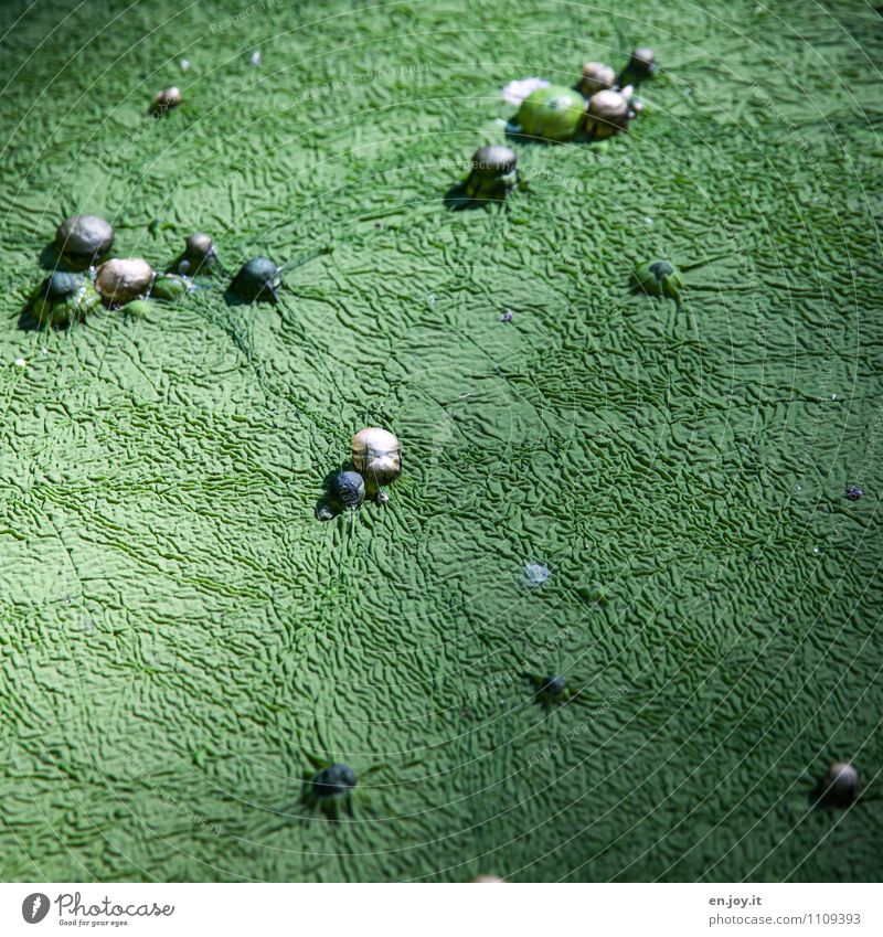 grün Natur Pflanze Algen Teich schleimig bizarr Farbe stagnierend Umwelt Wachstum Kugel Samen Sumpf Seeufer Wasserlinsen Biologie Naturschutzgebiet