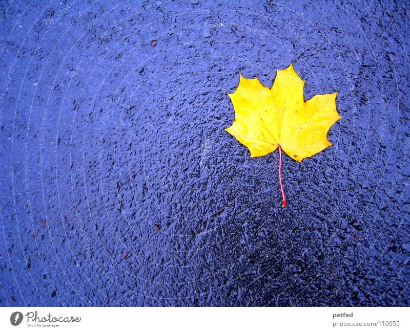 Einsam und allein Blatt gelb Herbst nass Ahorn grau Jahreszeiten Straße fallen Wetter Regen blau Leben Wind