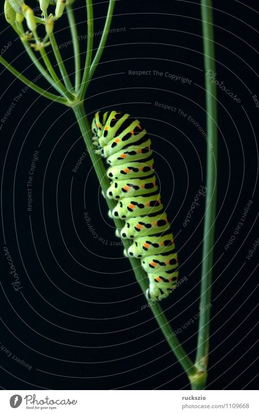 Raupe, Schwalbenschwanz, Natur Tier Wildtier Schmetterling frei gelb schwarz Papilio machaon Tagfalter Insekt Edelfalter Fleckenfalter Edelschmetterling