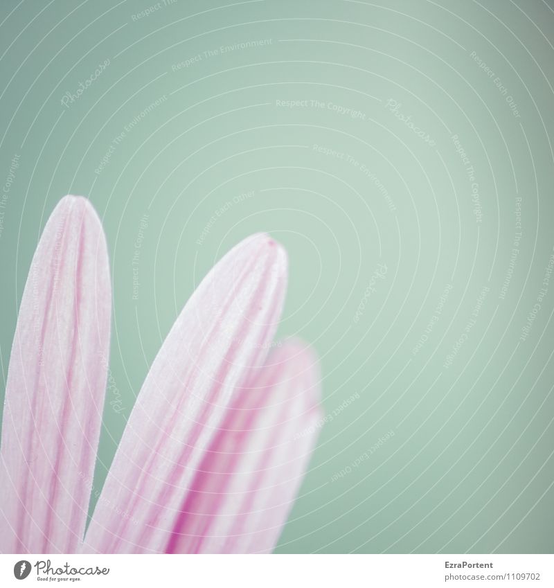ein Blümchen dazu Umwelt Natur Pflanze Himmel Frühling Sommer Blume Blatt Blüte Garten Linie Blühend ästhetisch hell schön natürlich blau rosa Gefühle Stimmung