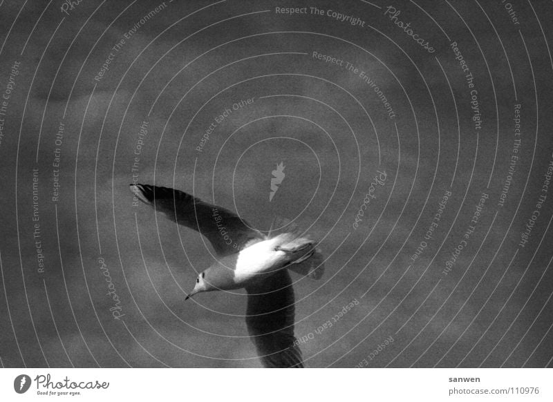 leise abwärts bewegte luft Möwe Vogel Tier weiß grau schwarz Wolken Nebel See Meer Boltenhagen Schnabel Einsamkeit Luft Schwarzweißfoto Himmel Lachmöwe