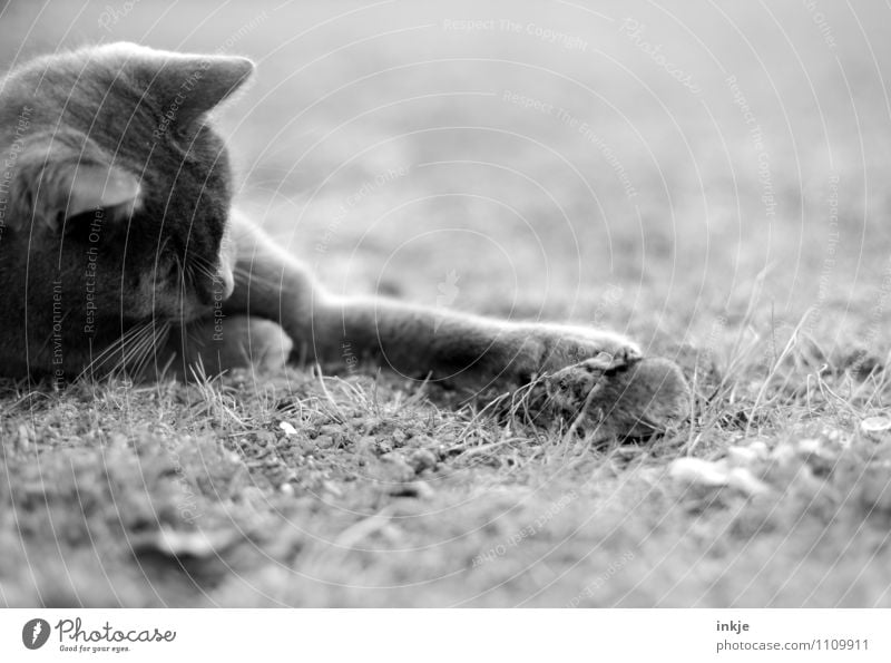 dangermouse ( wehrt sich! ) Tier Wiese Haustier Wildtier Katze Maus 2 Tierpaar Jagd kämpfen Spielen Gefühle Tapferkeit selbstbewußt Neugier Angst Todesangst