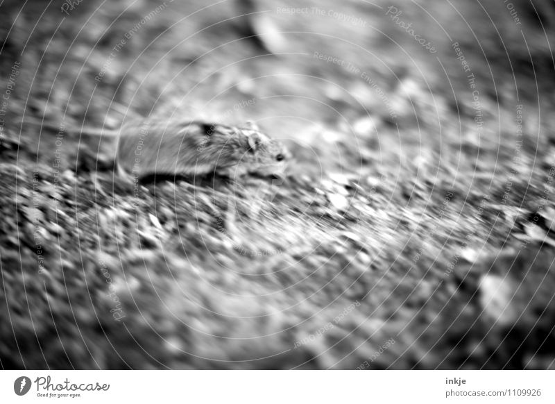 Fluchtversuch Garten Wiese Feld Wildtier Maus 1 Tier Jagd rennen Geschwindigkeit Gefühle Stimmung Angst Entsetzen Todesangst gefährlich Verzweiflung anstrengen