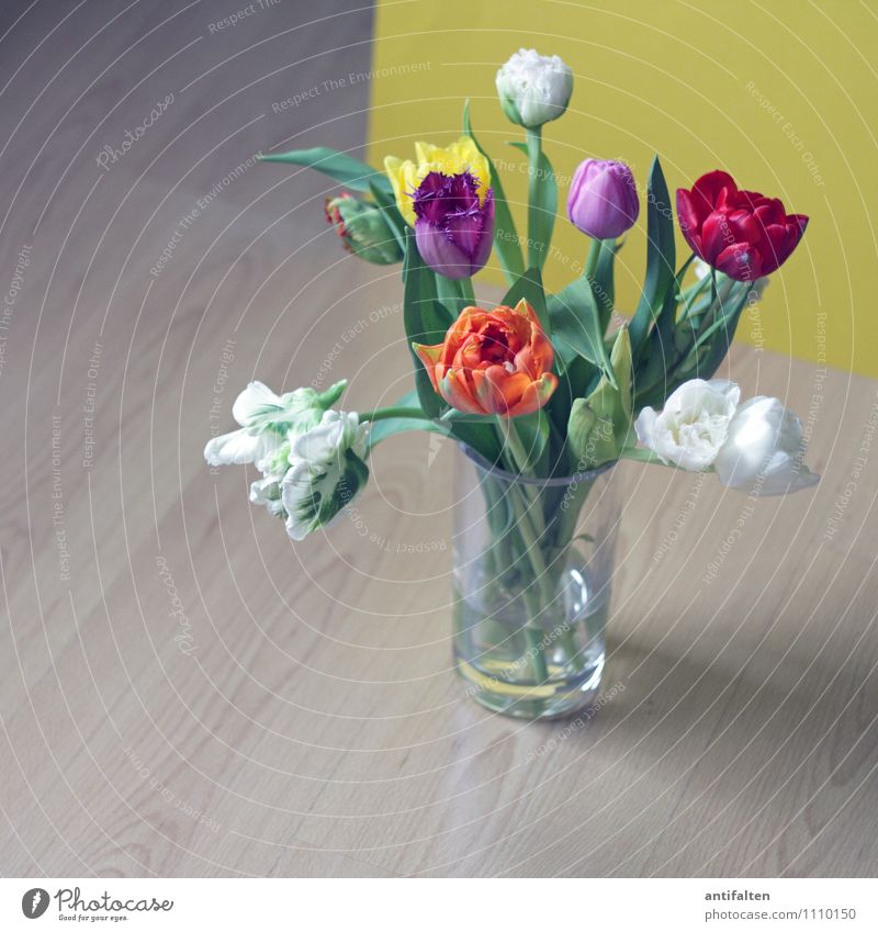 Ich mag Tulpen Häusliches Leben Wohnung Haus einrichten Innenarchitektur Dekoration & Verzierung Raum Wohnzimmer Feste & Feiern Muttertag Ostern Geburtstag