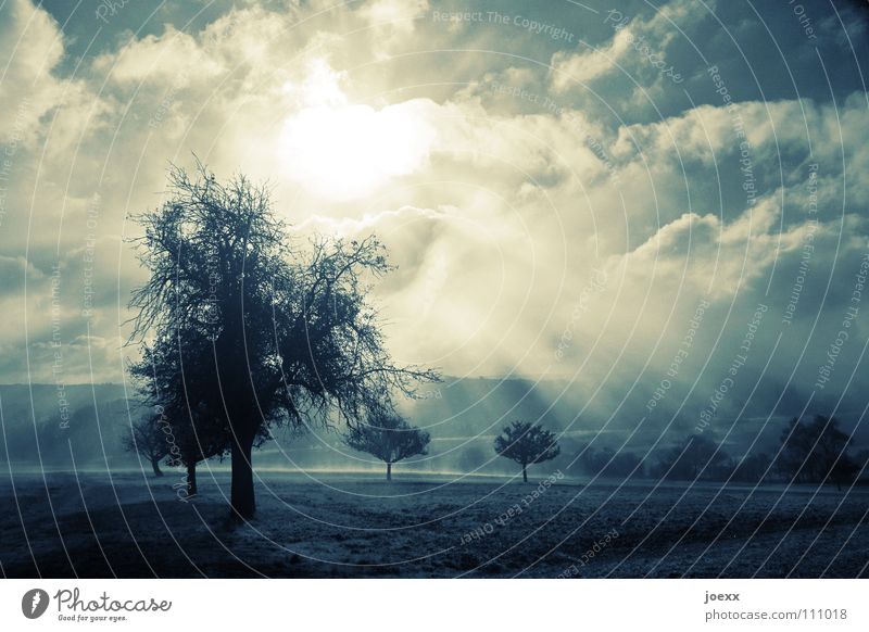 Kraft Baum Baumreihe Bodennebel Erholung Herbst Idylle Licht Morgen Denken Nebel Nebelwand unklar poetisch Romantik ruhig Sonnenenergie Sonnenlicht