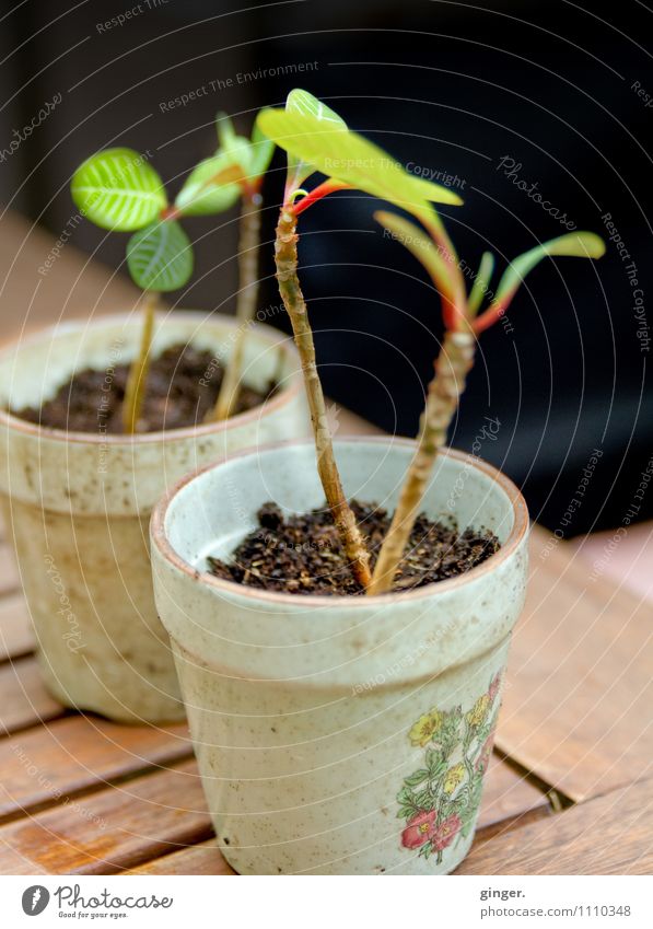 Zarte Pflänzchen Natur Pflanze Blatt Grünpflanze braun grün schwarz Topf Topfpflanze Jungpflanze eingepflanzt zart Wachstum beige klein Tisch 2 mehrere