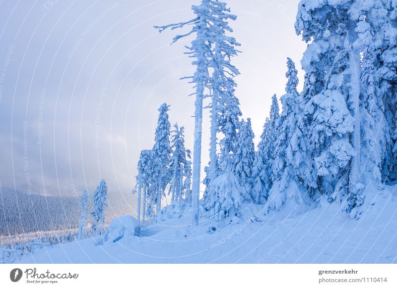 Wintersonne Skifahren Skigebiet Skipiste Winterurlaub Berge u. Gebirge Sonnenaufgang Sonnenuntergang Wald Schneebedeckte Gipfel blau Schneefall Schneelandschaft