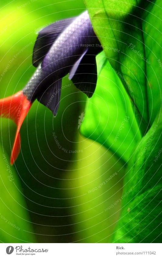 .Vogelstrauss grün Pflanze schwarz weiß Kieme Wasserpflanze Schüchternheit rot Unschärfe Aquarium Meerwasser kopflos Suche Teich weich Fisch Fluss Bach