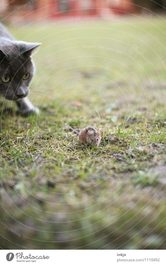 --- ---- ----> Tier Gras Garten Wiese Haustier Wildtier Katze Maus Tiergesicht 2 beobachten Jagd rennen klein Gefühle Tapferkeit Neugier Interesse Hoffnung