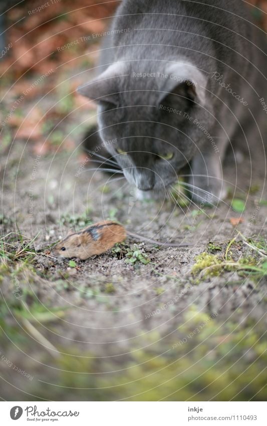 <--- --- - Garten Park Wiese Haustier Wildtier Katze Maus Tiergesicht 2 beobachten Jagd rennen klein Geschwindigkeit Gefühle Optimismus Neugier Interesse Angst