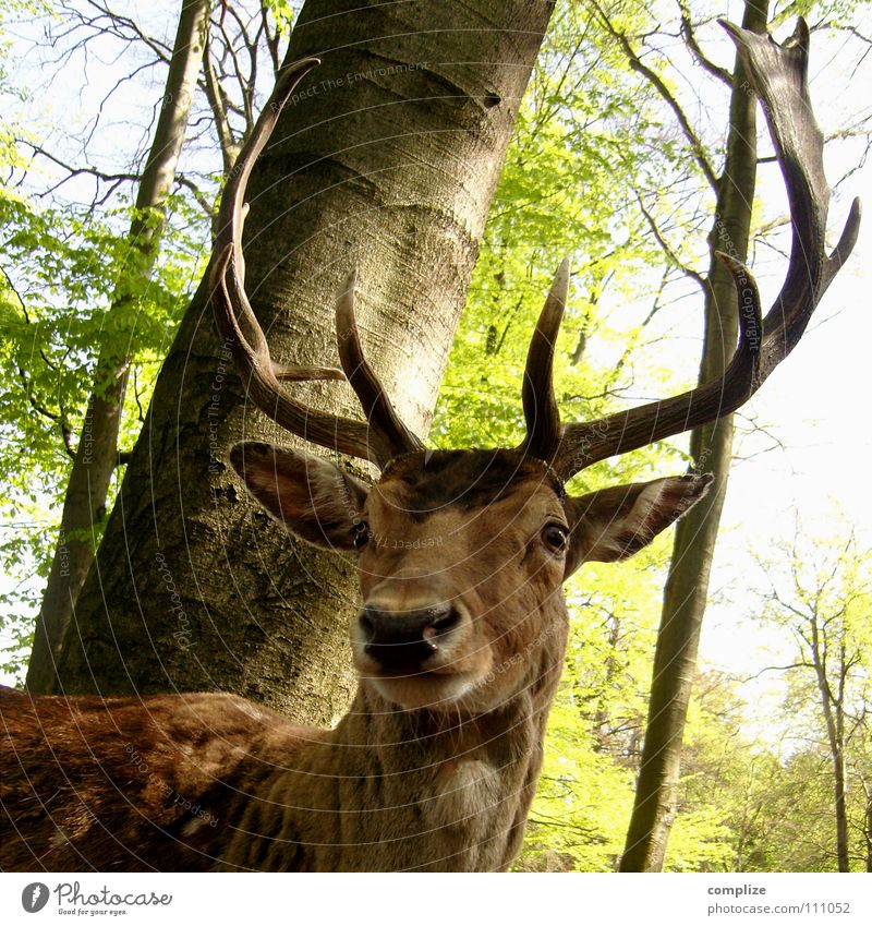 Der Hirsch Wildtier Hirsche Horn Wald Baum erhaben Fell Tier grün füttern Futter Schüchternheit Angst stark Damwild Jäger majestätisch Vorgesetzter träumen