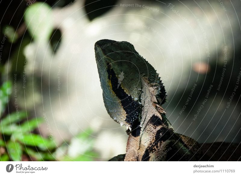 Ein Lizard beim Sonnenbaden. Der Kopf ist im Schatten. Stil Wohlgefühl Ferien & Urlaub & Reisen Natur Sommer Schönes Wetter Grünpflanze Park Queensland