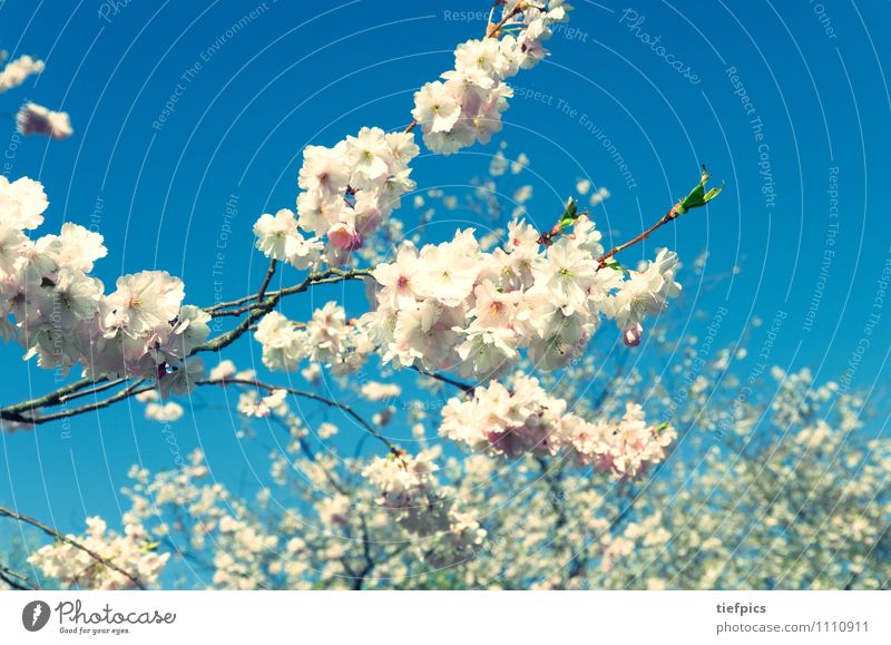 Kirschblüte Sommer Ostern Frühling Blume Blüte Wege & Pfade blau rosa Nostalgie Kirschblüten Kirschbaum spaziergang himmel baumblüte baumblütenfest Kirsche