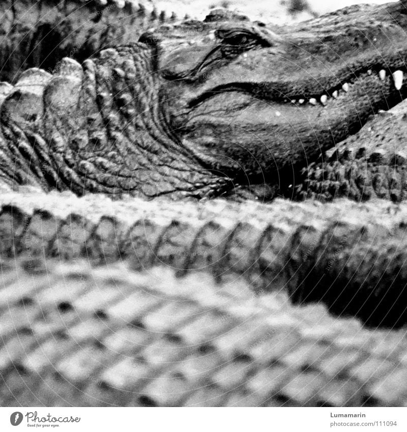 Familienangelegenheit Alligator Krokodil Reptil Anhäufung Haufen Wachsamkeit beobachten gefährlich drohen langsam ruhig bewegungslos Gelassenheit erhaben