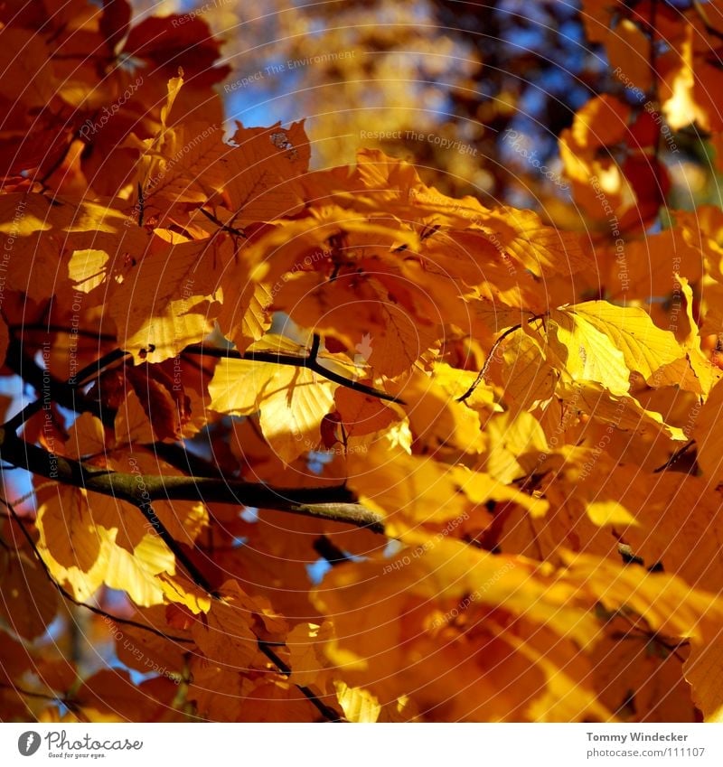 Blattgold II Herbst Oktober November Baum Wald mehrfarbig gelb Pflanze Jahreszeiten Herbstfärbung braun Herbstlaub Herbstwald Laubbaum Eiche Landwirtschaft Park