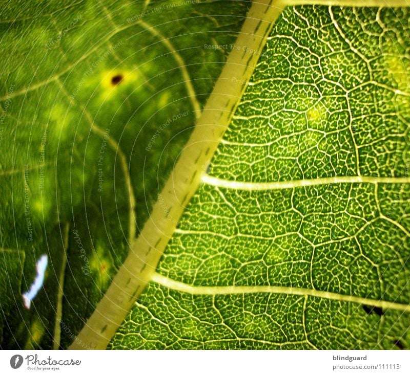 Structure to Blur weich Unschärfe Blatt Physik fein Geäst Sonnenblume grün Pflanze Biologie frisch grasgrün saftig Gärtner Sommer Perspektive Ranke gedeihen