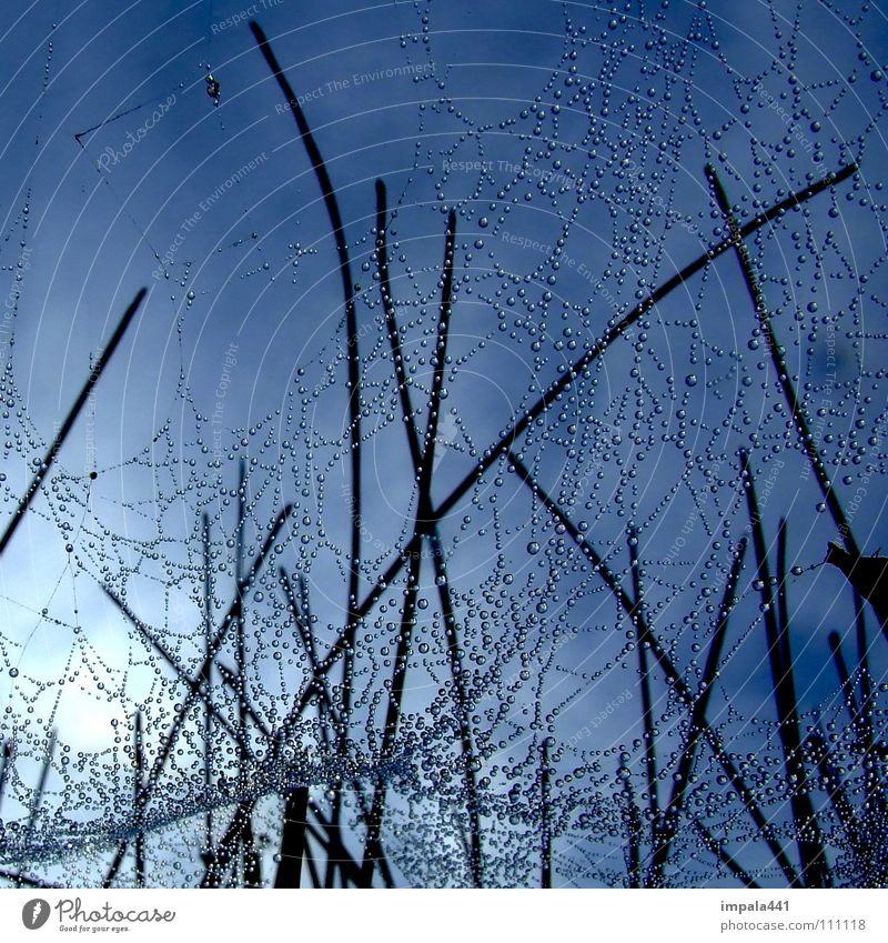 spinnennetz Spinne Regen Spinnennetz nass Gras Halm Morgen Trichter Insekt Himmel Detailaufnahme schön spider Netz Wassertropfen Seil blau Sonne Hinterhalt