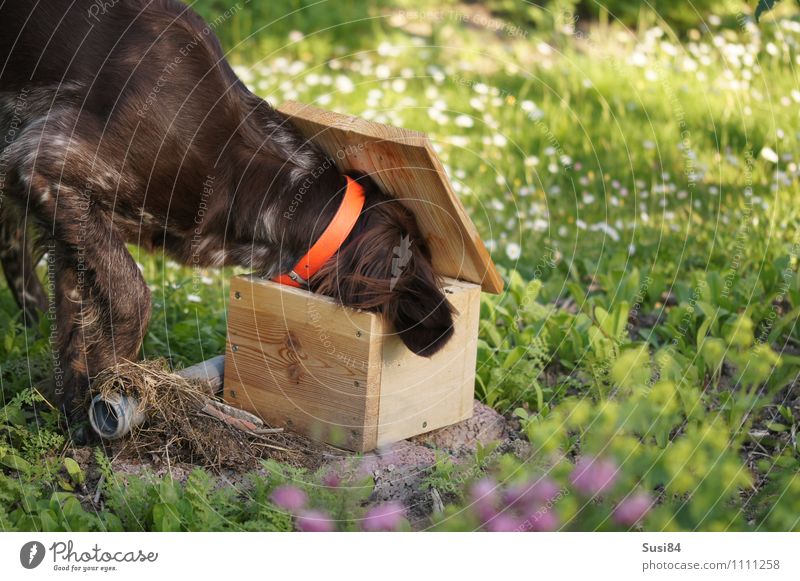 Neugierde im Frühling Natur Sommer Schönes Wetter Pflanze Gras Wildpflanze Garten Wiese Haustier Hund Fell 1 Tier Holz entdecken Jagd Spielen frech frei Glück