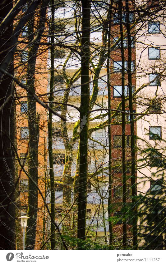 baumhaus Natur Pflanze Urelemente Frühling Baum Moos Wald Stadt Haus Hochhaus Park Fassade Fenster Zeichen Partnerschaft Einsamkeit Endzeitstimmung