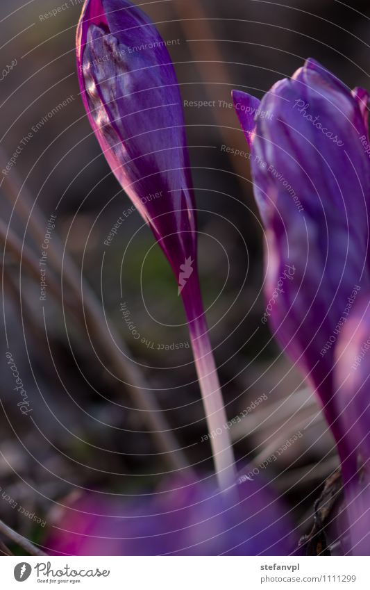 Krokus Umwelt Natur Pflanze Frühling Blume Blüte Wildpflanze violett Krokusse Farbfoto Außenaufnahme Nahaufnahme Makroaufnahme Menschenleer Abend