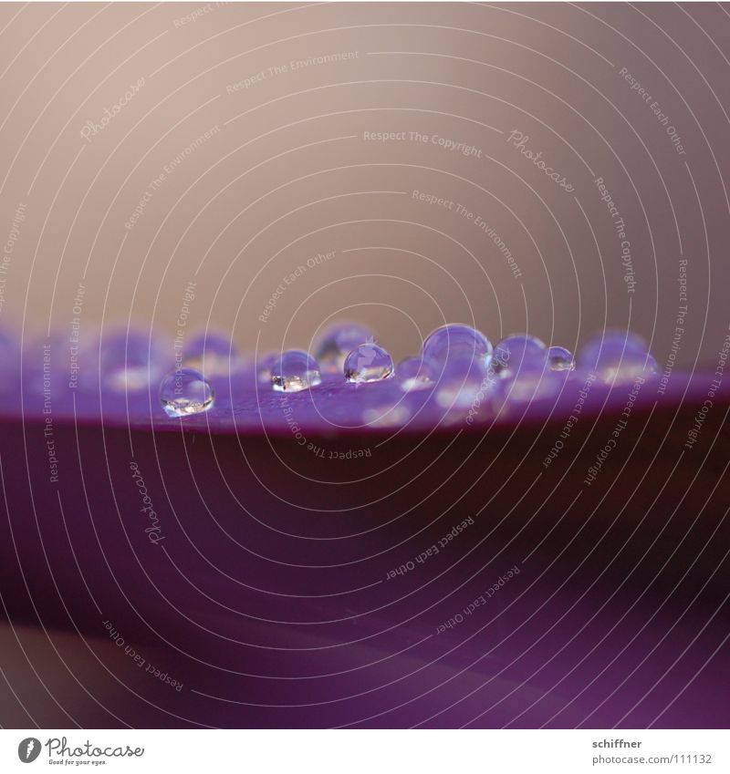 Lila Perlenrutsche Oberflächenspannung Pflanze violett Wassertropfen Regen Seil Tröpfchenbildung Perleffekt Makroaufnahme