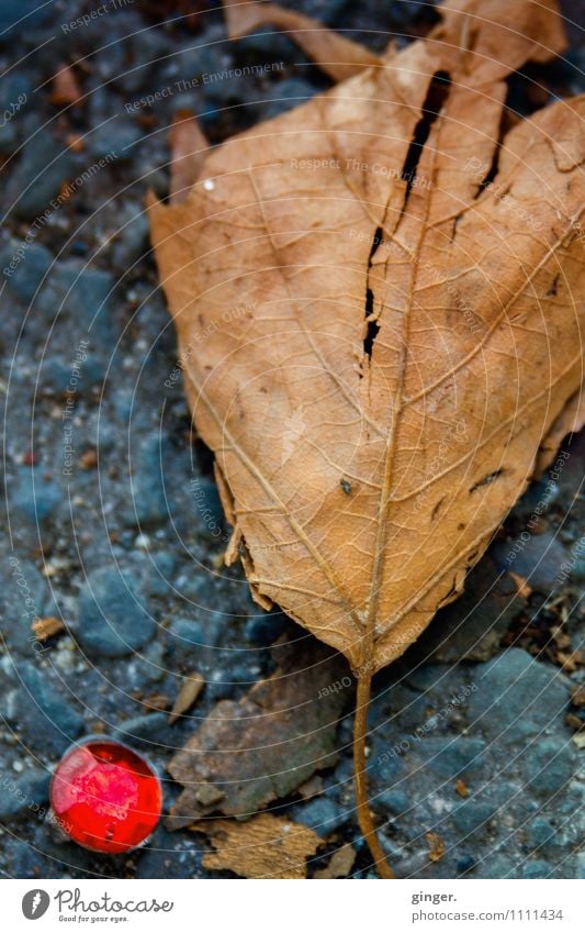 Herbstschmuck Umwelt Blatt braun grau rot Herbstlaub Mineralien Schmuck Facetten Boden Asphalt trocken Stein kaputt unten liegen rund Furche glänzend Farbfoto