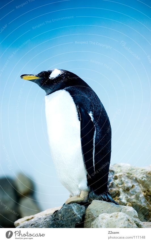 nachdenklich Pinguin kalt Tier Vogel Feder Antarktis Kaiserpinguine watscheln stehen Schnabel gelb tauchen lustig Freundlichkeit süß Frack hell-blau Himmel