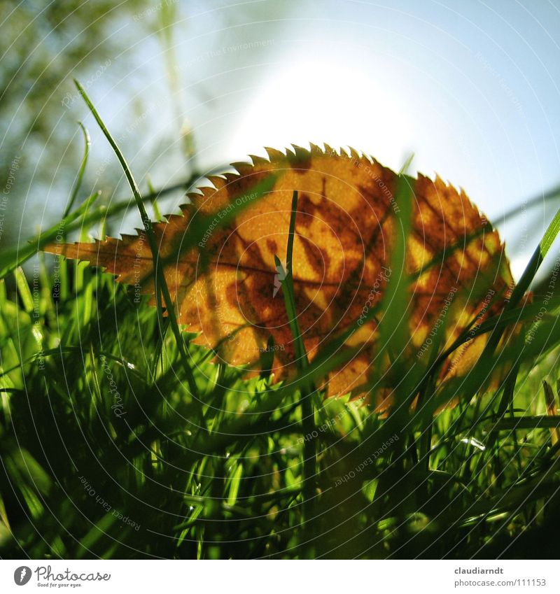 Blattigel Herbst grün Wiese Gras Warmes Licht durchleuchtet Halm frisch Froschperspektive Igel stachelig Rasen Makroaufnahme scheckig Punkt Zacken gezackt