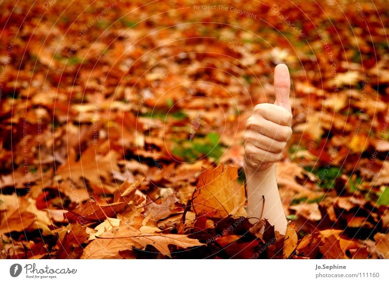 I feel good! Symbole & Metaphern Hand Zeichen Optimismus Erfolg Daumen hoch Thumbs up positiv alles klar OK zeigen Gebärdensprache Kommunizieren Kommunikation
