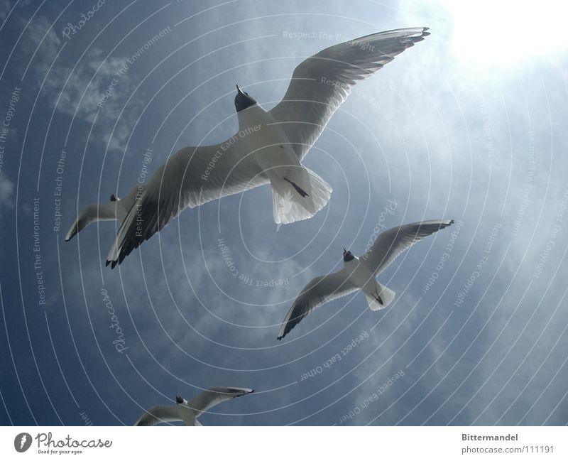 Lachmöwen Sommer Zingst Sonnenlicht Vogel Ostsee Freiheit nah Ferne einbeinig