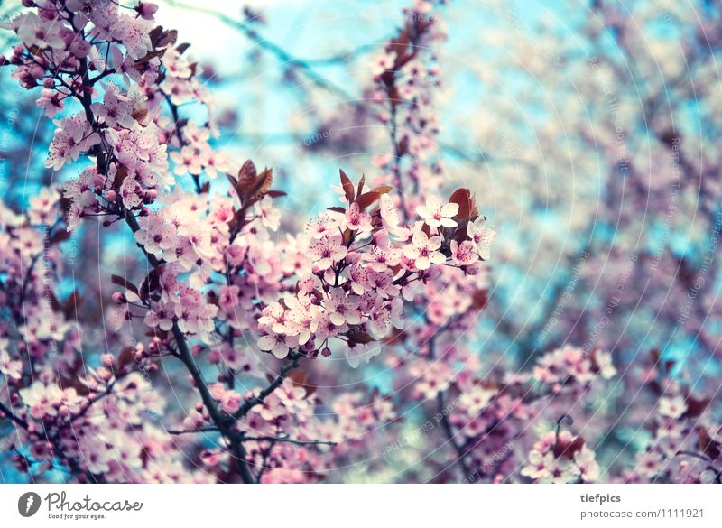 Kirschblüte Frühling retro rosa Kirschbaum Kirschblüten krischbluete blute knospen Zweig Kirsche Frühlingsgefühle Blüte blau Farbfoto Gedeckte Farben Unschärfe