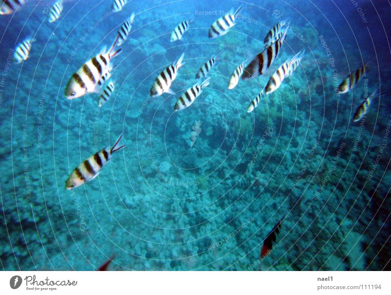UnterwasserZebra Meer Wasser Schönes Wetter Korallenriff Fisch blau grün gestreift Farbfoto Schwarzweißfoto Unterwasseraufnahme Textfreiraum Mitte Tag Schwarm