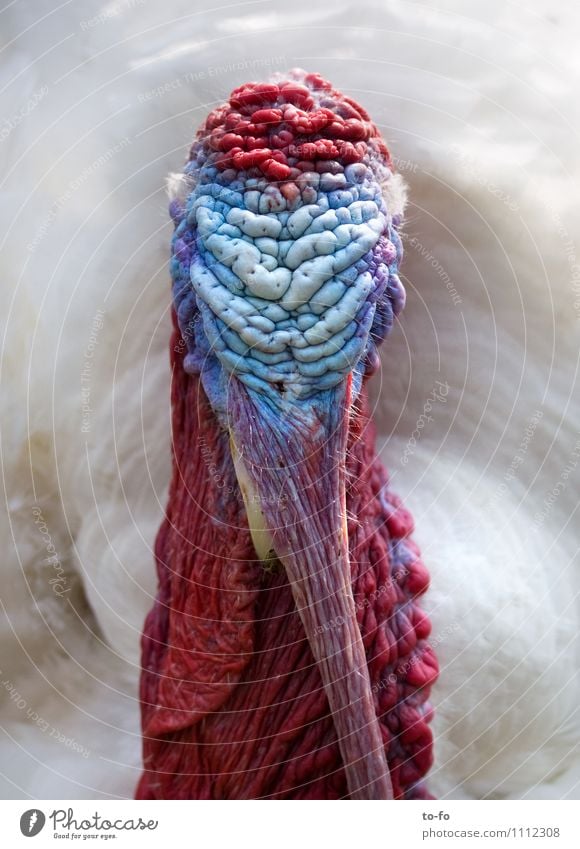 Truthahn Tier Haustier Vogel Puter 1 verrückt mehrfarbig Kopf Farbfoto