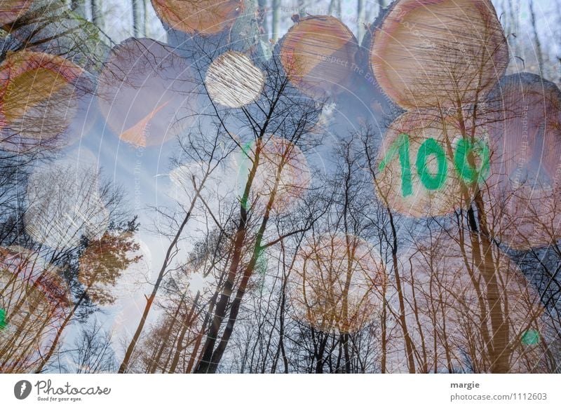 100 Erholung Natur Himmel Frühling Herbst Schönes Wetter Pflanze Baum Grünpflanze Wald Holz Wachstum grün Schutz ruhig Wandel & Veränderung Landschaft Baumstamm