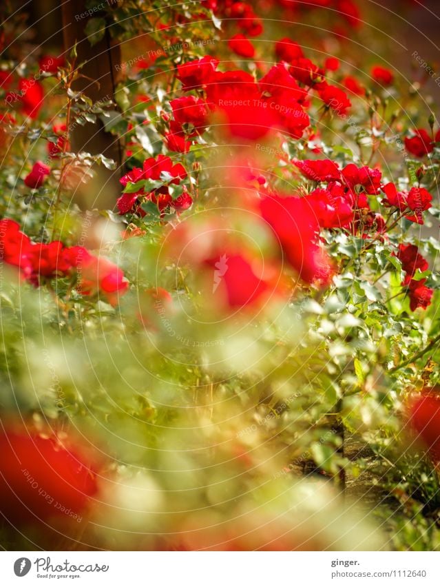 Ich bin so ... Natur Pflanze Sonne Sommer Schönes Wetter Blume Blatt Garten grün rot Rose viele knallig grün-gelb Blühend Wachstum schön Liebe Rosengarten