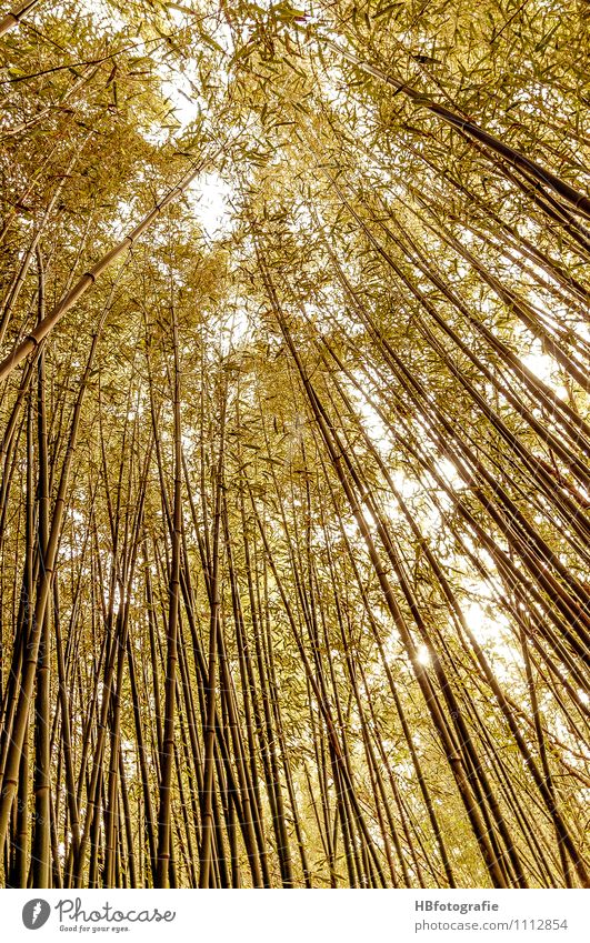 Bambuswald Ferien & Urlaub & Reisen Meer Insel Umwelt Natur Pflanze Sträucher Grünpflanze Bambusrohr grün Stimmung Wellness mediterran hoch gewachsen Farbfoto
