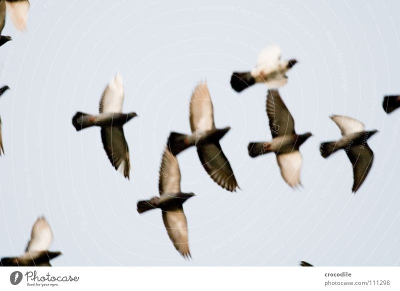 die Vögel lll Vogel Taube Feder Schnabel Schweben Luft fliegen Freiheit Flügel verfremdet Himmel ratten der lüfte bewebung